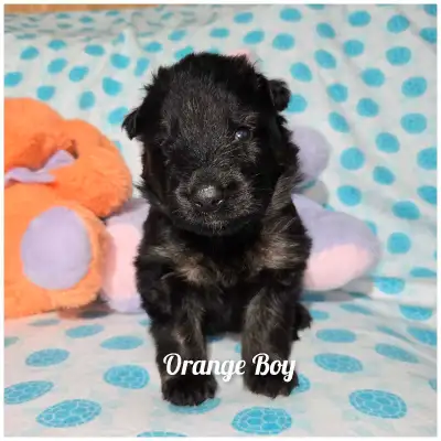 We're a small breeding Kennel dedicated to producing unique colored German shepherd puppies, we have...