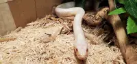 Snow Corn Snake looking for a  new home