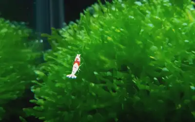 Süsswassertang Fern - Aquarium plant, View more