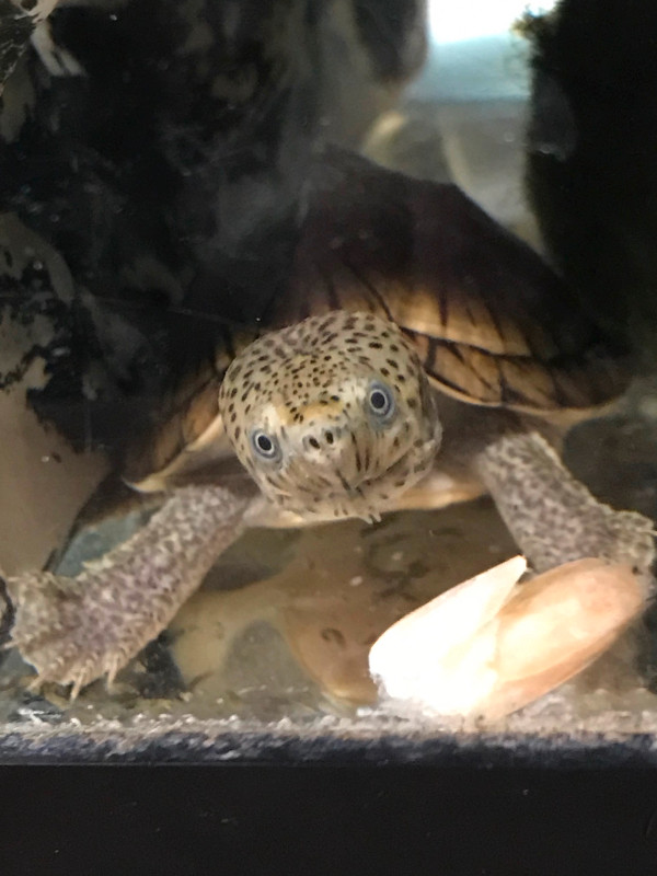 Great Small Pets rare Loggerhead Turtles Aquatic Reptiles Fish in Reptiles & Amphibians for Rehoming in Barrie - Image 3