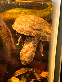 Baby Pet African Mud Turtles Reptiles curious Personalities fun