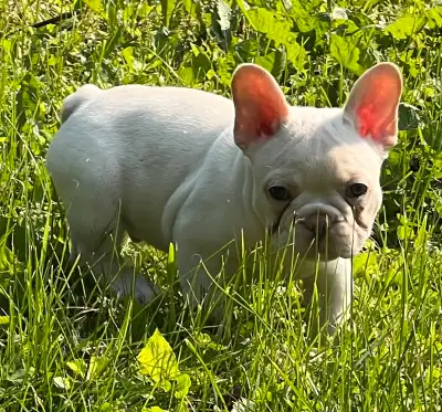 50% off Fluffy French Bulldogs, View more