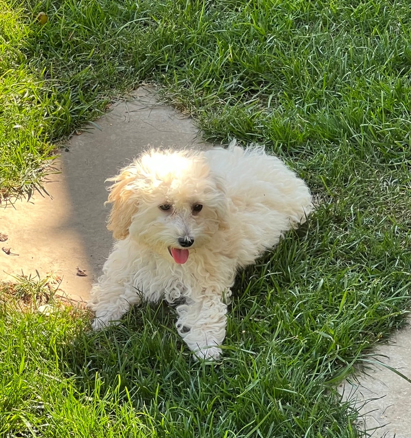 Weekend, special Purebred Tiny Toy Poodle Puppies Dogs & Puppies for