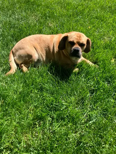 Female Puggle, View more