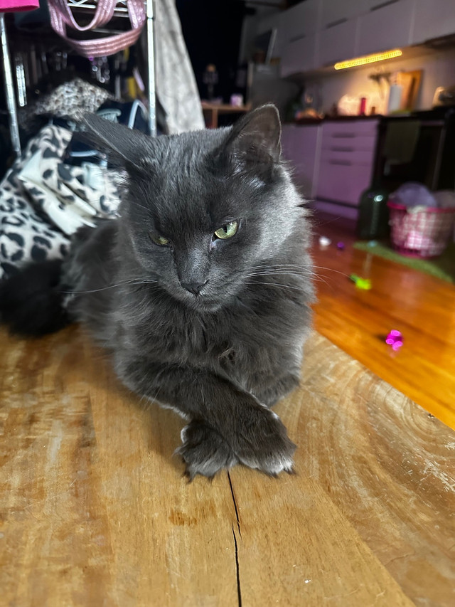 1 year old cat for rehome  in Cats & Kittens for Rehoming in City of Toronto