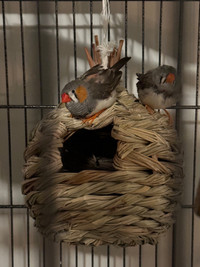 6 Finches 