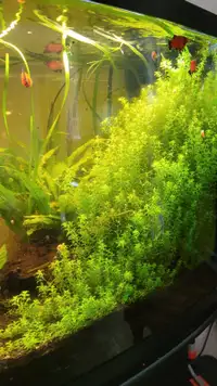Easy aquarium plants
