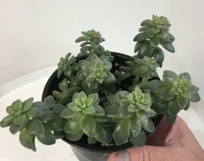 Healthy attractive Sedum succulent indoor house plants, View more