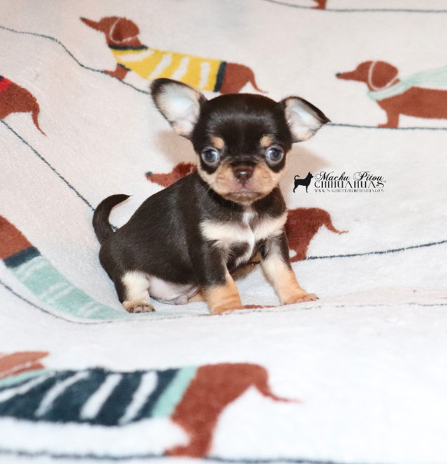 Mini Chiot Chihuahua Pure race*Prêt maintenant**Prix réduit dans Chiens et chiots à adopter  à Ville de Québec - Image 4