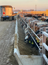 Precast Cattle feedbunks 