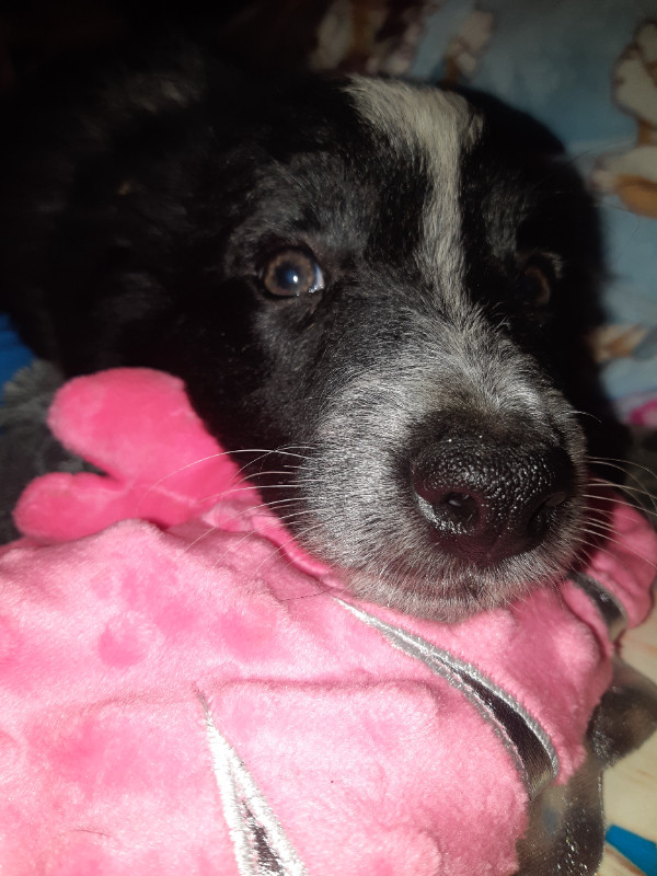 BORDER COLLIE PUPPIES in Dogs & Puppies for Rehoming in Charlottetown - Image 2