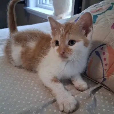 Kittens for sale , View more