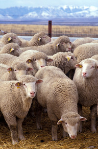 Looking for Lambs/Sheep/Rams
