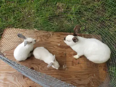bunnys for rehome., View more