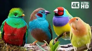 For bird-watchers or anyone else interested in serious studies of any aspects of ornithology (the sc...