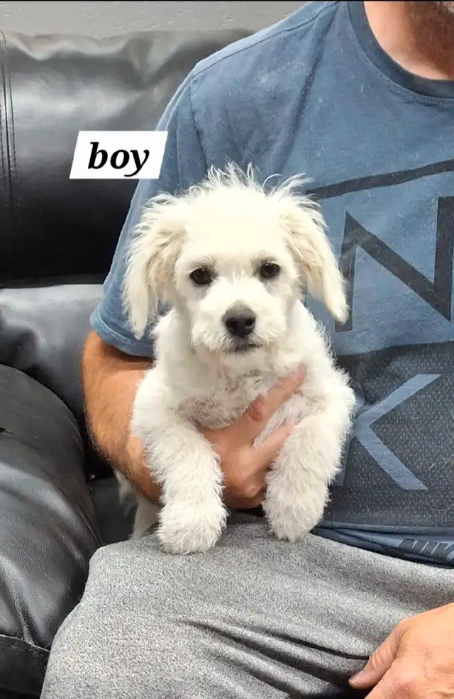 Shorkie x Bichon in Dogs & Puppies for Rehoming in Winnipeg - Image 3