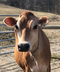 Young Jersey Cow