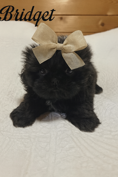 Gorgeous shih tzu babies, View more