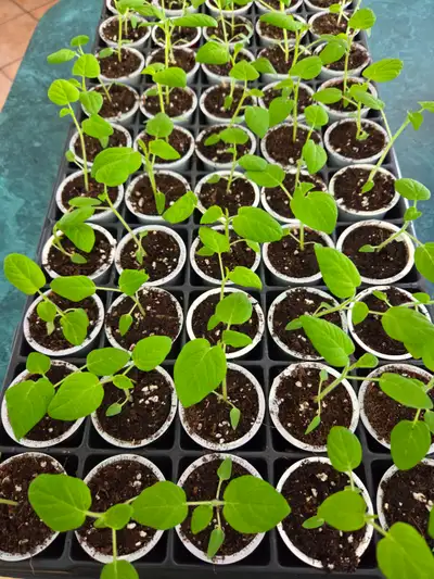 Semis Cerises de Terre 3 pour 5$, View more
