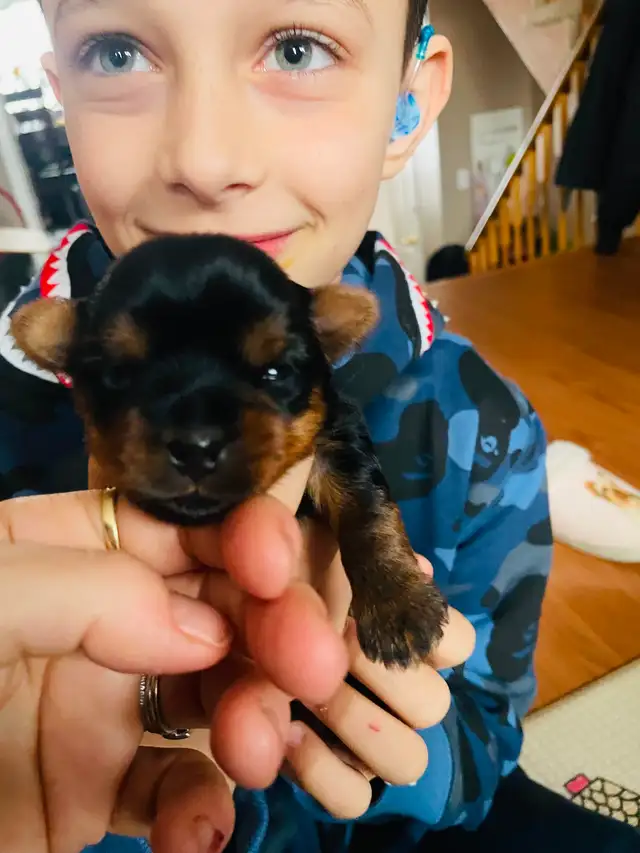 100% beautiful Pure Yorkshire Terrier puppies one left girls in Dogs & Puppies for Rehoming in Markham / York Region - Image 4
