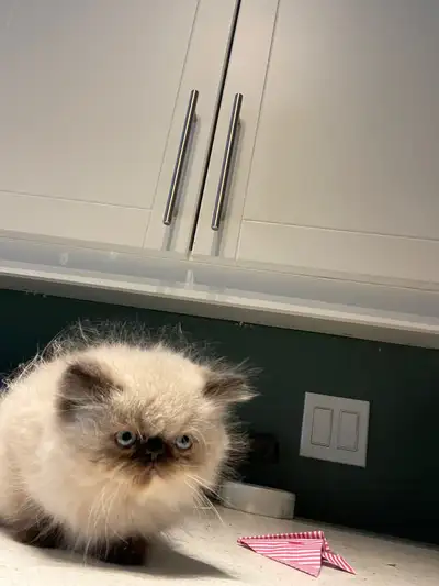 Himalayan kittens , View more