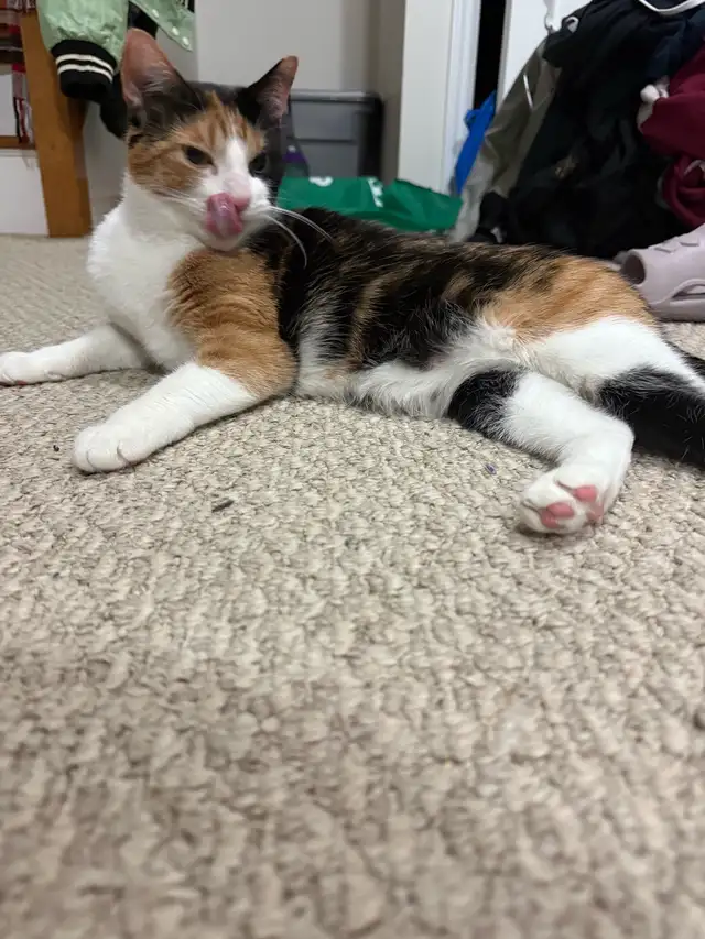 Sweet Calico Cat Looking for a Loving Home – Ottawa/Orléans