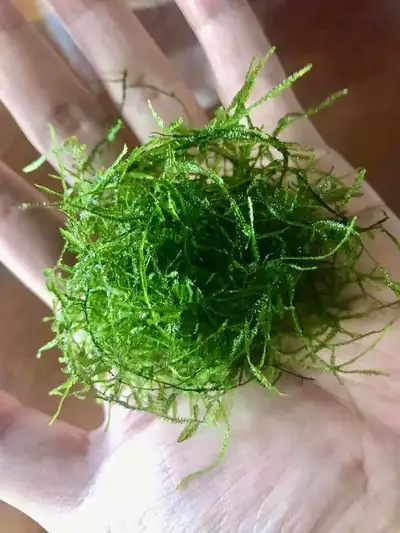 Java moss golfball size for 4 dollars 15 dollars for 4 portion Ready for building “Moss Tree” Pickup...