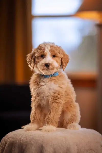 F1B midsize Bernedoodle puppies , View more