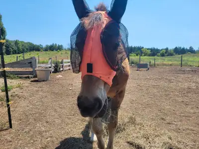Purebred canadian filly, View more