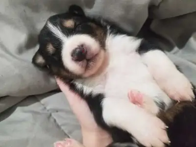 berger australien chiot, View more