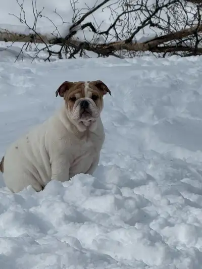 English Bulldog, View more