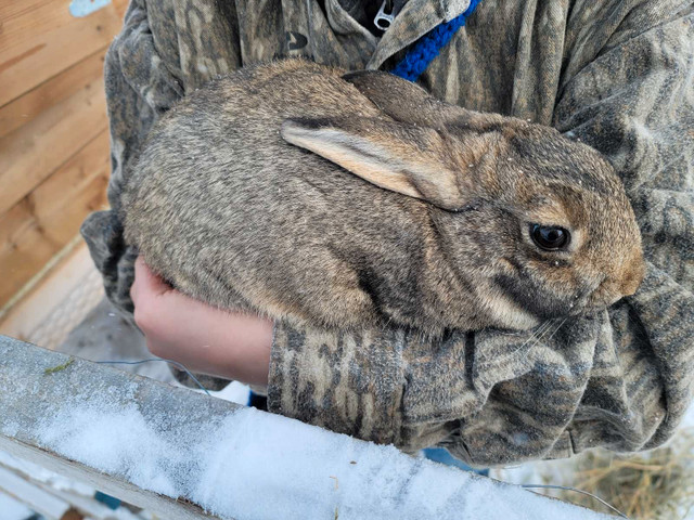 Flemish giant/ New Zealand Rabits  in Other Pets for Rehoming in Red Deer - Image 2