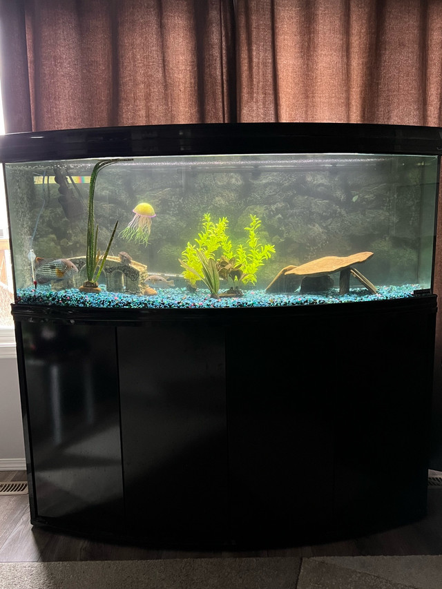 gold saum/green terror for rehome or trade for different fish in Fish for Rehoming in Red Deer - Image 2