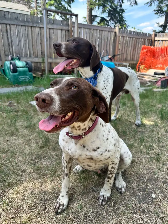 German Shorthaired Pointer  Puppies Wingshot_GSPs in Dogs & Puppies for Rehoming in St. Albert - Image 6