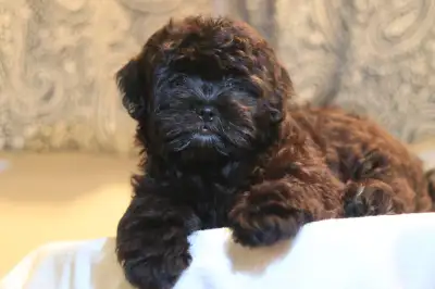 This adorable Shipoo puppy is as special as they come, with a stunning rare black coat that’s as sof...