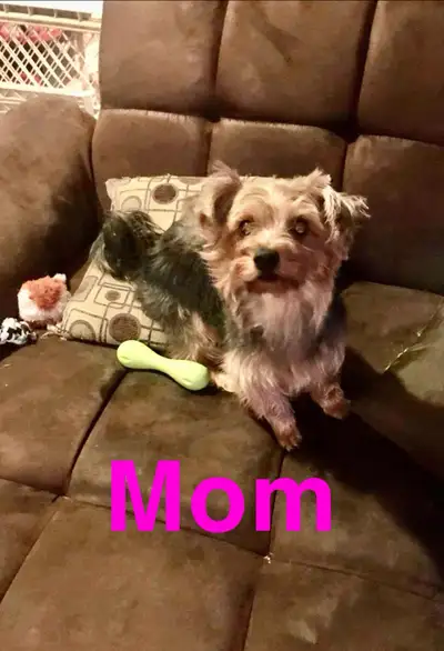 SOLD.  Yorkie/Yorkshire Terrier, View more