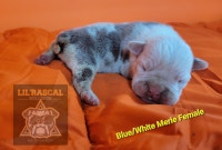 Olde English Bulldogge Pups - Merles, Blue tri and Black tri