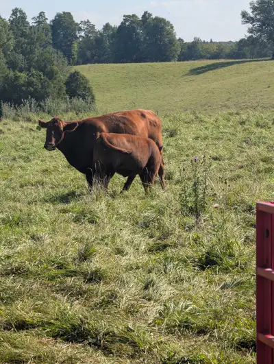 open heifers , View more