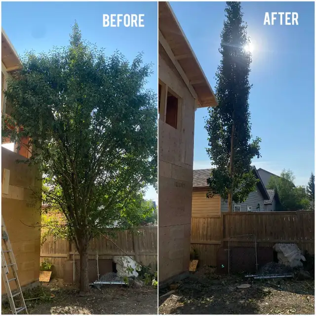 Tree service *ISA certified arborist* NW in Other in Calgary - Image 6