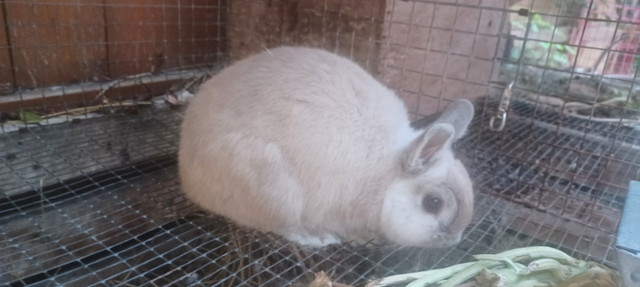 Netherland Dwarf bunnies in Small Animals for Rehoming in Stratford - Image 2