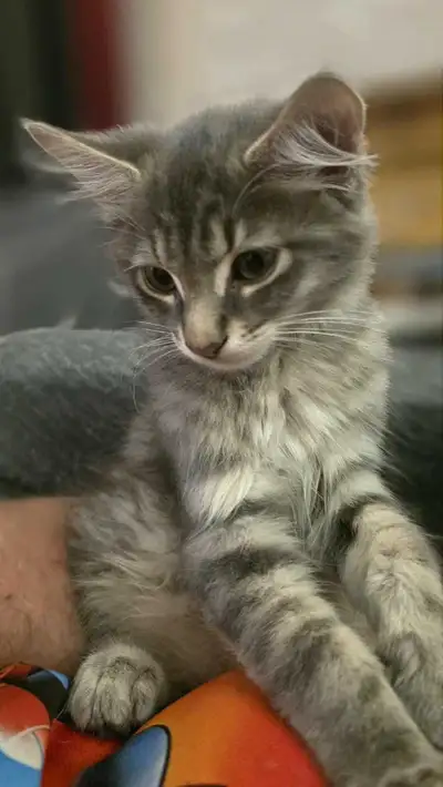 Maincoo-Siberian mix, View more