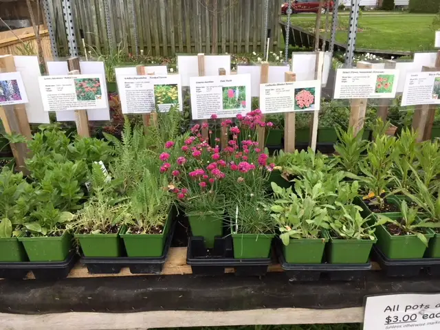 Perennials For Sale62863734693250122