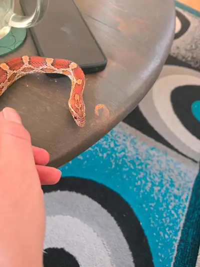 Corn snake for rehoming, View more