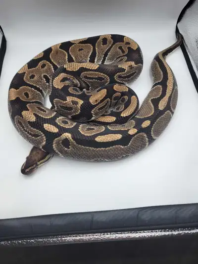 pb DH caramel pied, View more