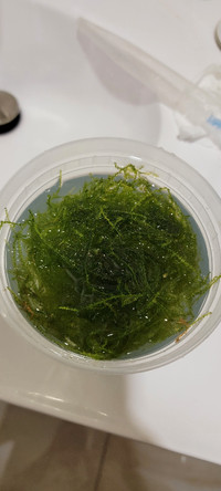 Java moss in a cup