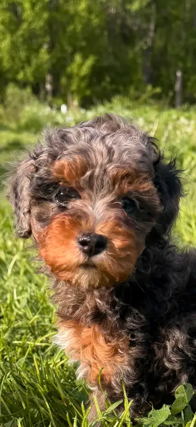 ckc toy poodle in Dogs & Puppies for Rehoming in Canada | Kijiji