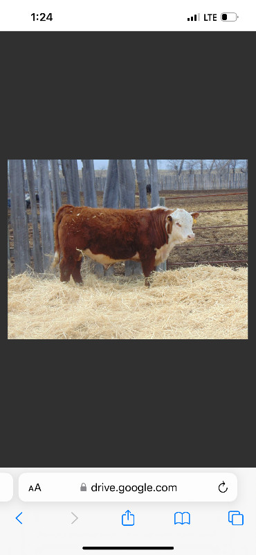 Hereford bulls for sale in Livestock in Swift Current - Image 2