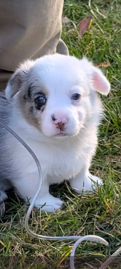 Welsh Corgi femelle, View more