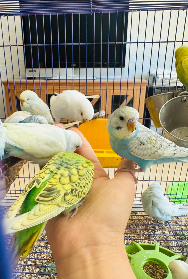 Tamed baby budgies❤️ in Birds for Rehoming in Abbotsford