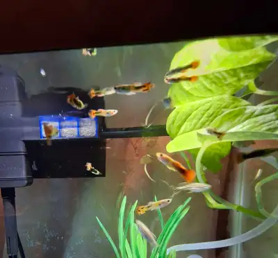 guppies fresh water fish , View more